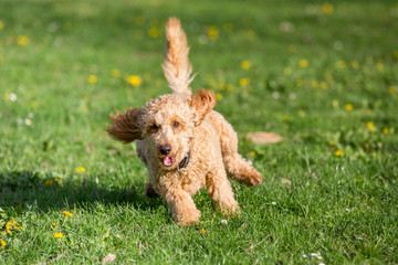 Young poodle running and jumping joyfully in a meadow. Apricot poodle in spring playing on the flower meadow, Vienna, Austria