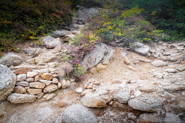 Summer hiking trail in Mt. Tsubokuro at Nagano prefecture