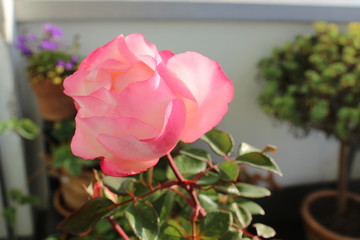 Rose - rosa - pink