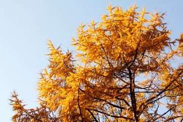 golden leaves in autumn park