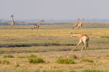 Giraffen am Chobe River, Chobe Nationalpark, Botswana