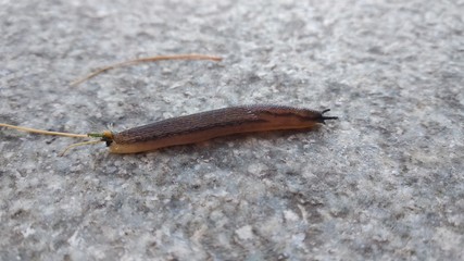 Slug