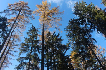 Blick von unten in die Kronen