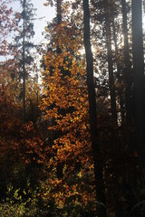 Wunderschöne Herbstfärbung