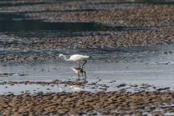 Sharing foraging field between a little egret and a Tringa spp.