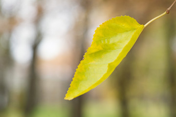 Obraz premium Autumn leaf on the background of forest. Fall blurred background