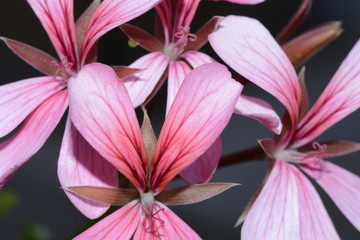Pink Geranium flower 
