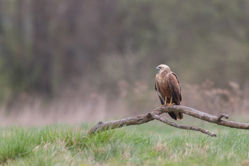 Birds of prey - Marsh Harrier (Circus aeruginosus), landing