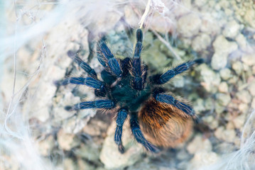 Funnel web weaver grass spider out on his funnel web. Spider wildlife background