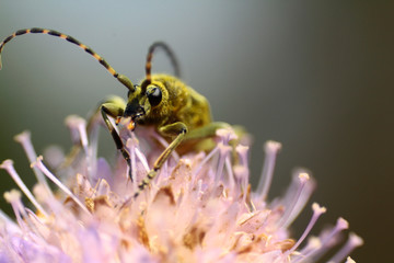 beetles on flowers