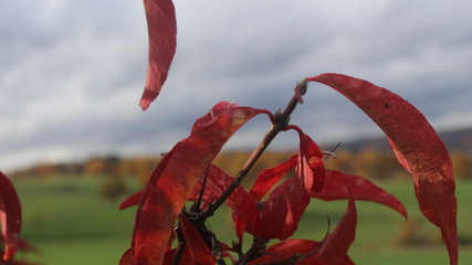 Rote Bl&auml;tter 01