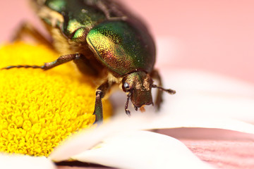 beetle on leaf