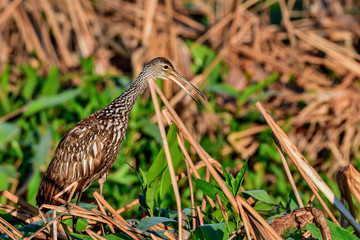 Limpkin
