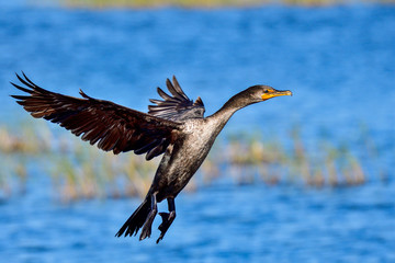 Double-crested Cormorant