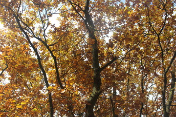 Herbstliches Geäst 02