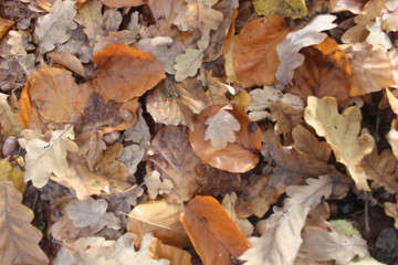 Eine menge gefallener Blätter