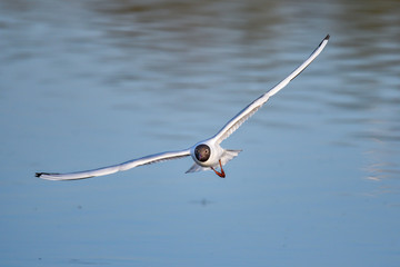 Black-headed Gull