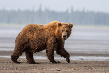Grizzly