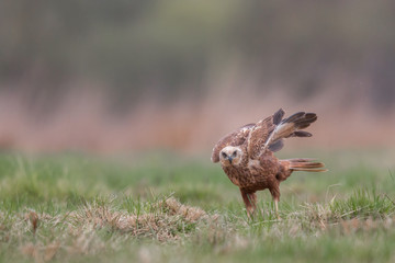 Birds of prey - Marsh Harrier (Circus aeruginosus), landing