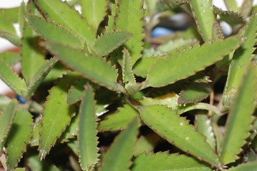 Żyworódka Kalanchoe serrata © Perovskia