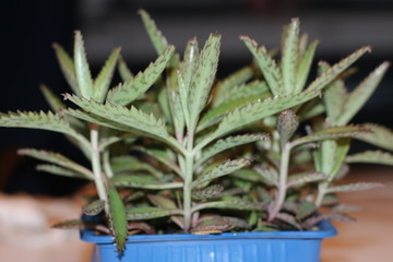 Żyworódka Kalanchoe serrata