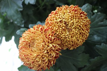 ORANGE & GOLD BALL CHRYSANTHEMUMS