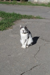 cranky cat at the street