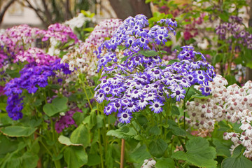 Obraz premium Multicolored flowesr Pericallis on a bed. Island Madeira. Pericallis is a small genus of about 14 species of flowering plants in the family Asteraceae, native to the Canary Islands and Madeira.
