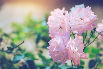 background nature Flower Valentine. pink rose full flower. Blurred Background