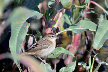 Sedge Warbler (Acrocephalus schoenobaenus)