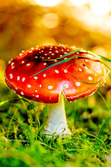 Red fly agaric, close-up.