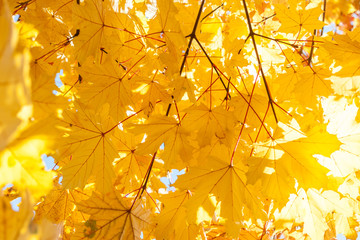 autumn yellow leaves textured background sunny light