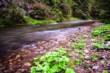 long exposure rocky mountain river in summer with high water stream level