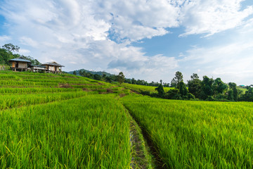 Fototapeta na wymiar The rice field terraces at Papongpiang, Thailand.