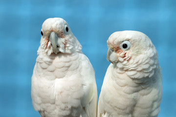 Papagei