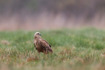 Birds of prey - Marsh Harrier (Circus aeruginosus), landing