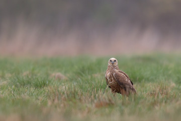 Birds of prey - Marsh Harrier (Circus aeruginosus), landing