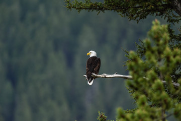 Eagle on branch