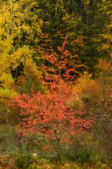 colorful forest during autumn season on the Tuscany mountains in Italy.