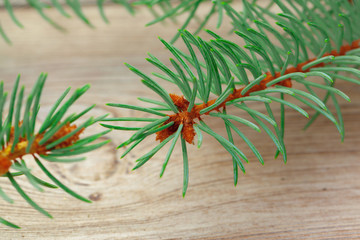 Christmas composition with fir tree branches on wooden background.