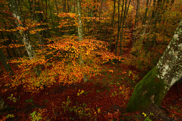 colorful beech leaves during the autumn season in a forest of the Tuscan mountains in Italy