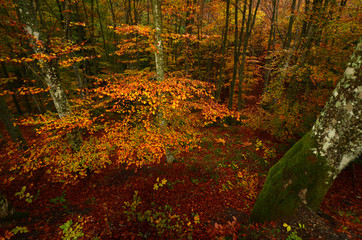 Fototapeta premium colorful beech leaves during the autumn season in a forest of the Tuscan mountains in Italy