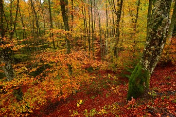colorful beech leaves during the autumn season in a forest of the Tuscan mountains in Italy