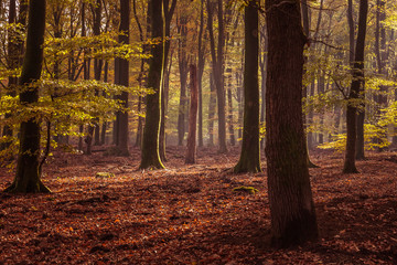 The most beautiful autumn forest in the Netherlands with mystical and mysterious views and atmospheric sunrises in the early misty mornings.