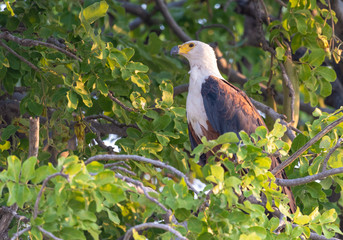 ein Schreiseeadler sitz in einem Baum, Chobe Nationalpark, Botswana, im Hintergrund die Sambesi Queen