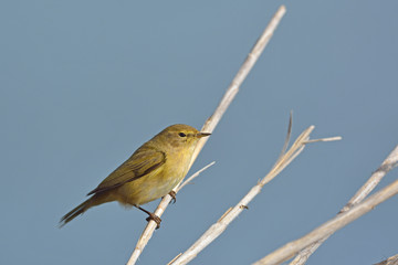 Chiffchaff (Phylloscopus collybita), Greece	