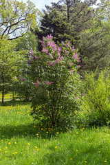 Fototapeta na wymiar lilac bush in spring garden