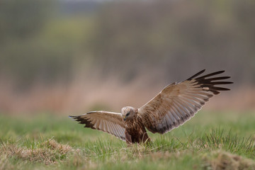Birds of prey - Marsh Harrier (Circus aeruginosus), landing