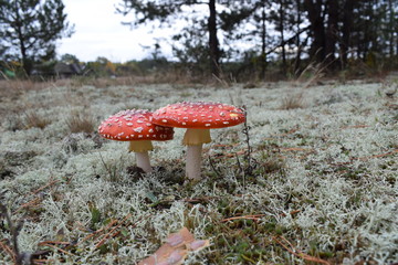 red mushroom in the forest