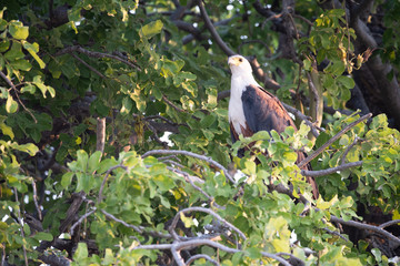 ein Schreiseeadler, Haliaeetus vocifer,  sitzt in einem Baum, Chobe Nationalpark, Botswana